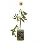 6x Parthenocissus henryana - Vigne vierge de Henry - Vert - Grimpante - Ø9cm - ↕35cm