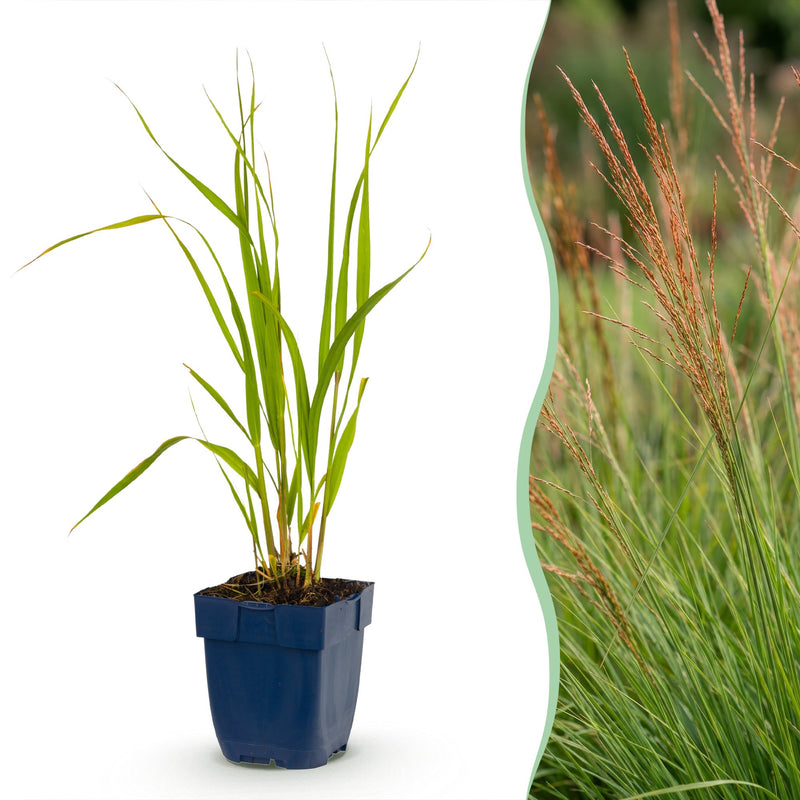 Green boutiQ - Grassen - Molinia caer. Heidebraut - Pijpestrootje - Met Pluim - Groen - 6 Planten - Pot 11cm - Hoogte 15-25cm
