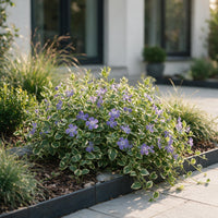 Vasteplant - Vinca major Variegata - Maagdenpalm - Bodembedekkend - Blauw - 24 Planten - Pot 11cm - Hoogte 15-25cm