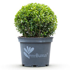 Green boutiQ - Boule de Buis - BetterBuxus Skylight - Résistant au dépérissement du buis - 1 plante - pot 23cm, boule 25cm