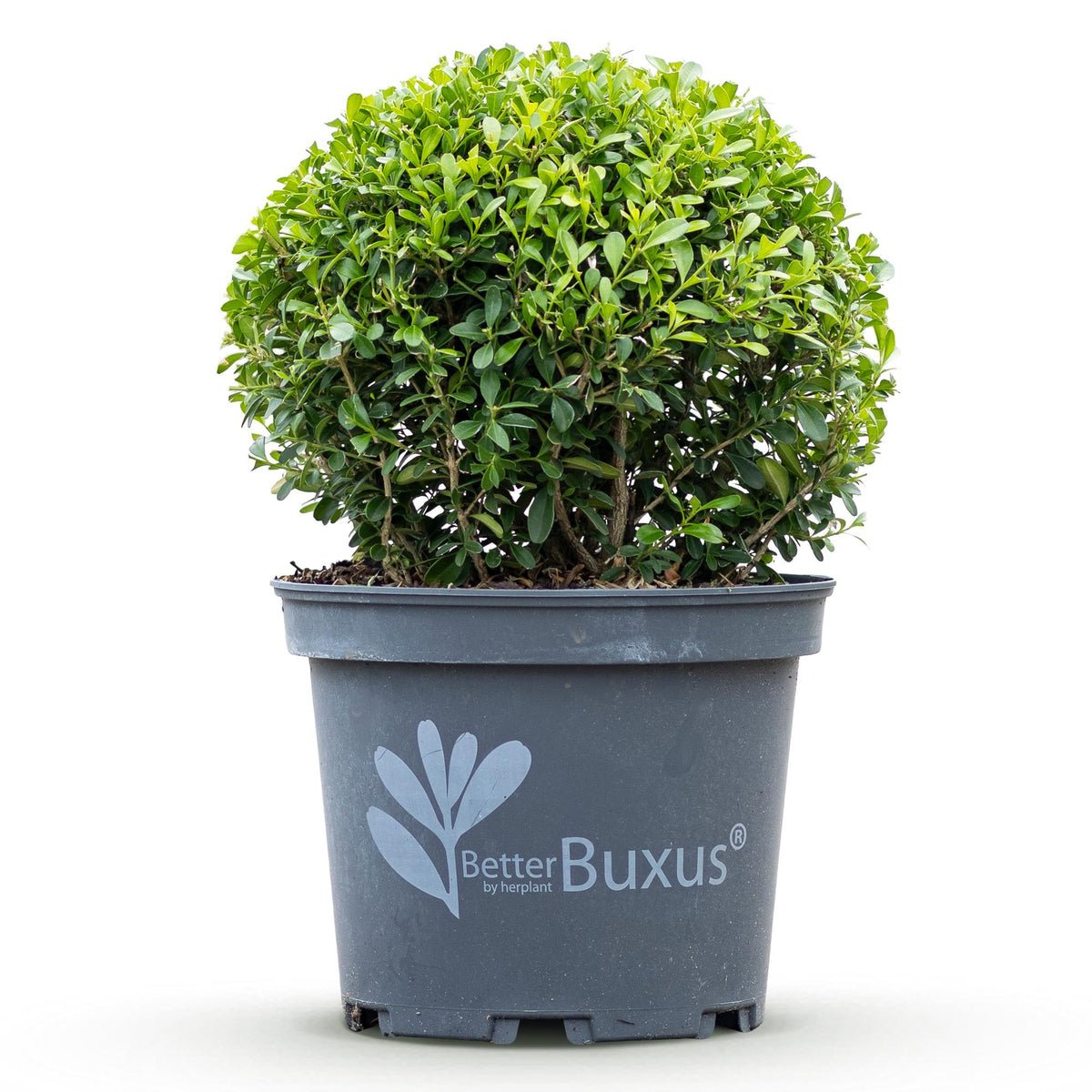Green boutiQ - Boule de Buis - BetterBuxus Skylight - Résistant au dépérissement du buis - 1 plante - pot 23cm, boule 25cm