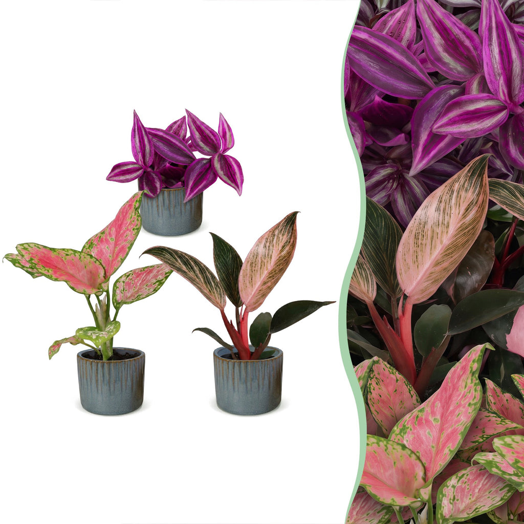3x Baby Paradise Mix - Various colours - Tropical - incl. Linnea Misty Blue - Ø6cm - ↕10-15cm