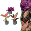 3x Baby Paradise Mix - Various colours - Tropical - incl. Linnea Misty Blue - Ø6cm - ↕10-15cm
