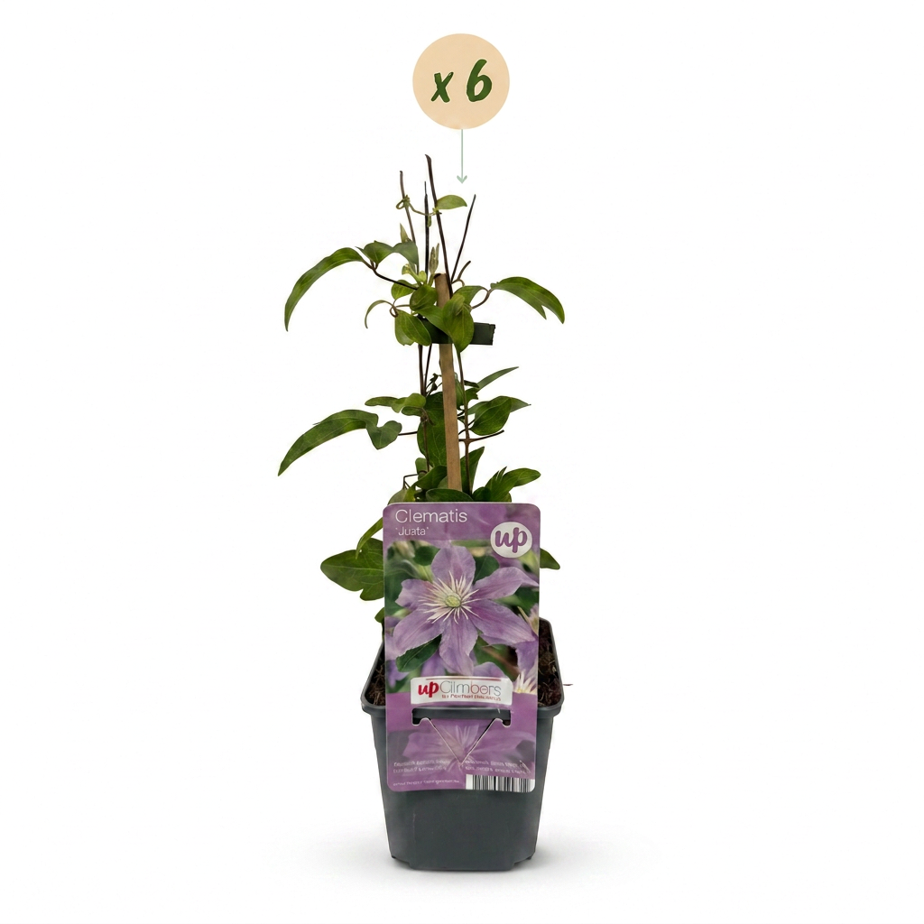 6x Clematis Justa - Bosrank - Licht Blauw - Klimplant - Ø9cm - ↕35cm