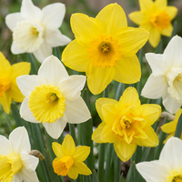 40x Narcissus Botanical Mix - Botanische narcissenmix - Geel en Wit - Verwilderingsbol - Bolmaat 10/12