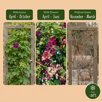 2x Akebia quinata - Chocolate vine - Purple - Red - Climber - Ø9cm - ↕35cm