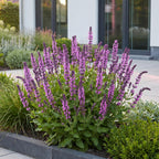 Green boutiQ - Stauden - Salvia nem. Sense Deep Pink - Salbei - Bienen- und Schmetterlingsmagnet - Rosa - 3 Pflanzen - Topf 11cm - Höhe 15-25cm