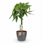Green boutiQ - Zimmerpflanze - Glückskastanie - Pachira Aquatica - Grün - Pflegeleicht - 1 Pflanze - mit Topf Grau - Topf 21cm - Höhe 75 - 85cm