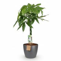 Green boutiQ - Kamerplant - Geldboom - Pachira Aquatica - Groen - Weinig onderhoud - 1 Plant - met Potter Grijs - Pot 21cm - Hoogte 75 - 85cm