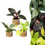 3x Baby Philodendron Tricolour - White - Pink - Yellow - Green - Tropical - incl. Linnea Honey - Ø6cm - ↕10-15cm