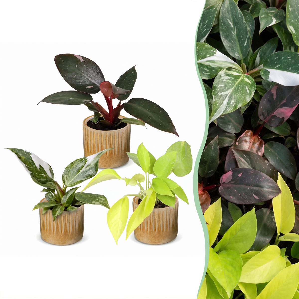 3x Baby Philodendron Tricolour - White - Pink - Yellow - Green - Tropical - incl. Linnea Honey - Ø6cm - ↕10-15cm