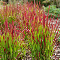 Green boutiQ - Grassen - Imperata cylindrica Red Baron - Japans bloedgras - Rode uitlopers - Rood - 6 Planten - Pot 11cm - Hoogte 15-25cm