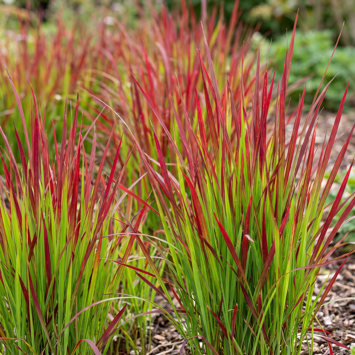 Green boutiQ - Graminées - Imperata cylindrica Red Baron - Herbe sanglante japonaise - Pousses rouges - Rouge - 6 plantes - Pot 11 cm - Hauteur 15-25 cm