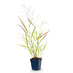 Green boutiQ - Graminées - Panicum virg. Heavy Metal - Panic érigé - Avec plumeau - Bleu - 1 plante - Pot 11 cm - Hauteur 15-25 cm