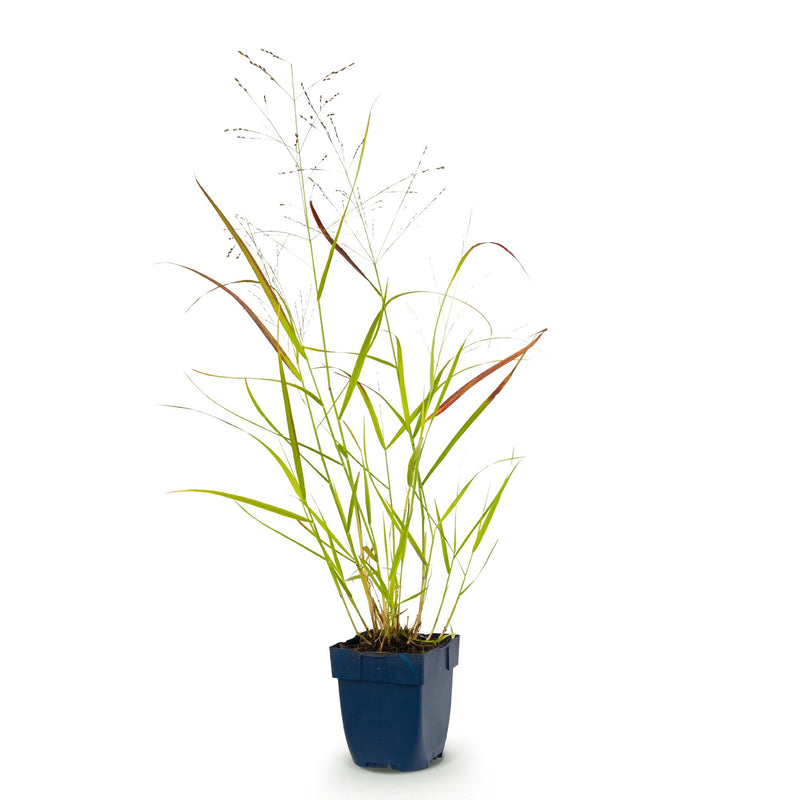 Green boutiQ - Grasses - Panicum virg. Heavy Metal - Prairie Grass - With Plume - Blue - 1 Plant - Pot 11cm - Height 15-25cm