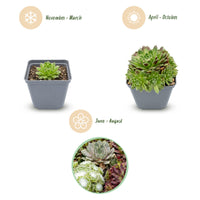 12x - Sempervivum Big Sam - Ø7cm - ↕10-12cm