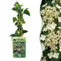 2x Hydrangea a. Petiolaris - Climbing hydrangea - White - Climber - Ø9cm - ↕35cm