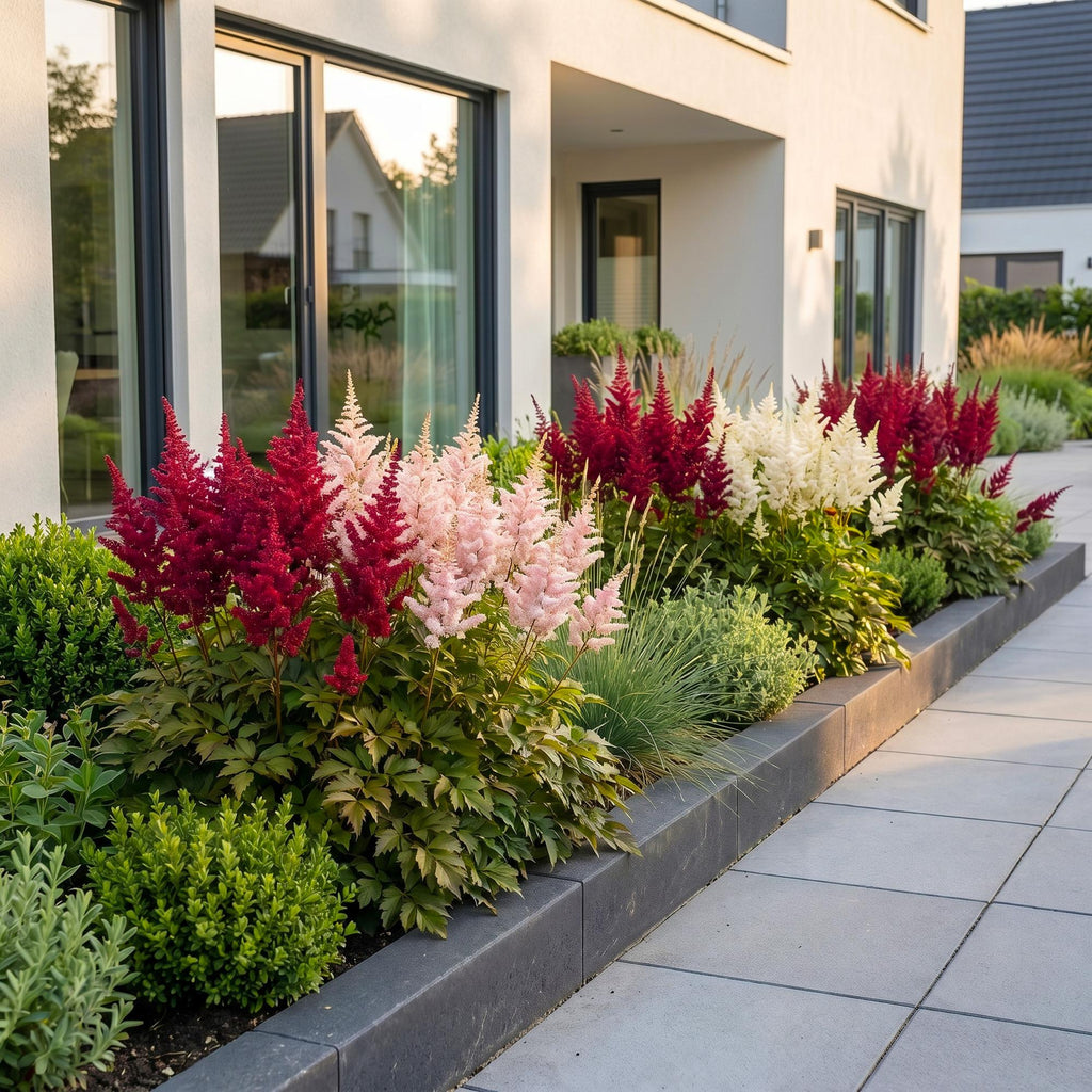 Green boutiQ - Plante vivace - Astilbe Tricolour - Astilbe - Ombre - Violet - Rose - Blanc - 6 plantes - Pot 11cm - Hauteur 15-25cm