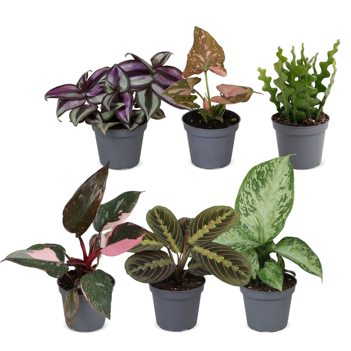6x Baby Plants Surprise Box - Baby Plants Surprise Box - Various colours - Tropical - Ø6cm - ↕5-15cm