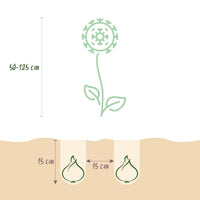 Green boutiQ - Bloembollen - Bulb Garden Allium mix - Diversen Kleuren - 80 stuks - Gift Verpakking