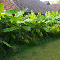 Green boutiQ - Fruitplant - Bananen plant - Musa Basjoo - Winterhard - 4 planten - Pot 12cm Hoogte 30cm