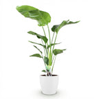 Green BoutiQ - Plantes d'intérieur - Strelitzia Nicolai - Oiseau du paradis - Entretien facile - Vert - 1 plante - avec pot blanc - Pot 21cm - Hauteur 110-120cm