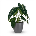 Green boutiQ - Plante d'intérieur - Oreille d'éléphant - Alocasia Frydek - Vert - Peu d'entretien - 1 plante - avec pot gris - Pot 19cm - Hauteur 60cm