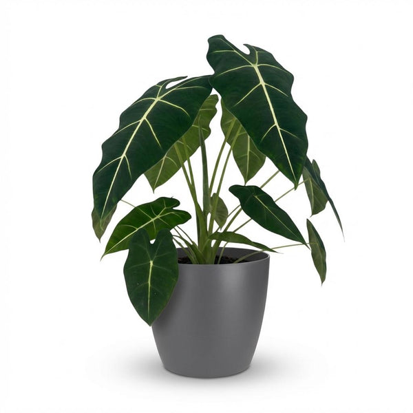 Green boutiQ - Kamerplant - Olifantsoor - Alocasia Frydek - Groen - Weinig onderhoud - 1 Plant - met Potter Grijs - Pot 19cm - Hoogte 60cm