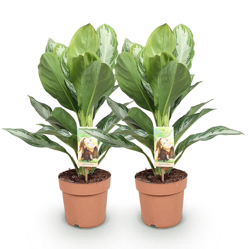 Green BoutiQ - Green is... Plantes d'intérieur - Aglaonema Silver Bay - Feuille argentée - Peu d'entretien - Vert - 2 plantes - Pot 17cm - Hauteur 70-75cm