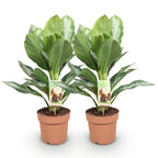 Green BoutiQ - Green is... Plantes d'intérieur - Aglaonema Silver Bay - Feuille argentée - Peu d'entretien - Vert - 2 plantes - Pot 17cm - Hauteur 70-75cm