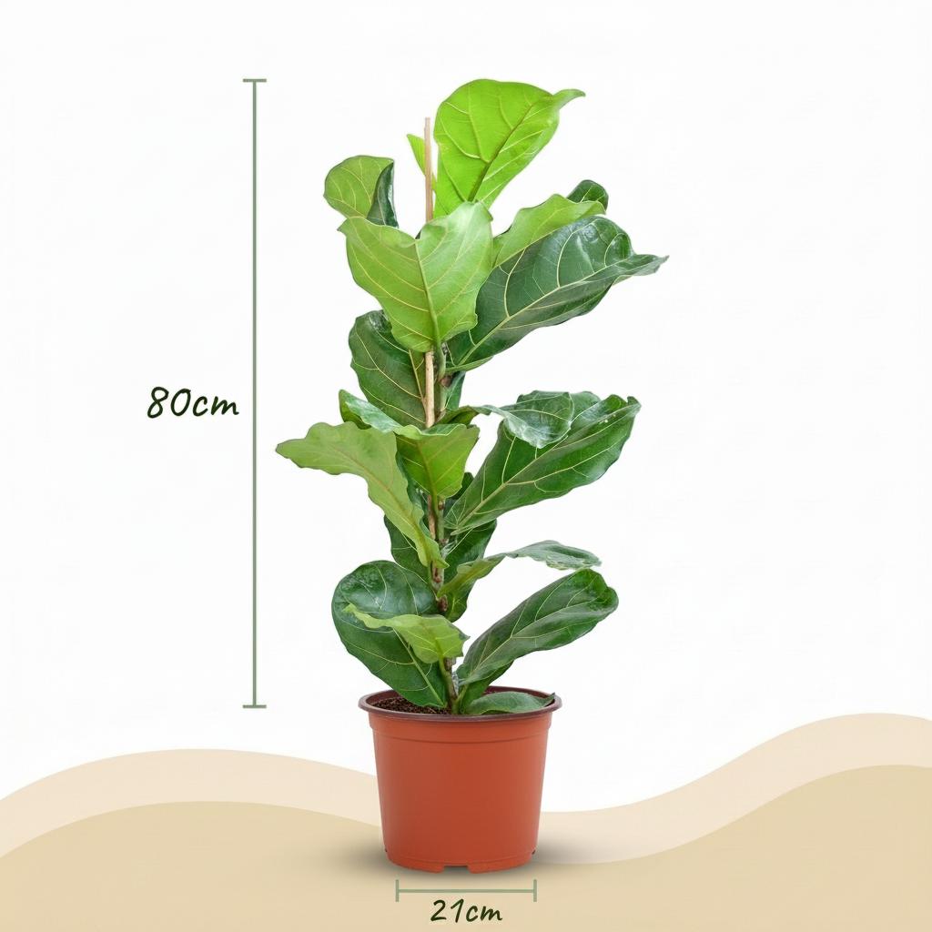 Green boutiQ - Zimmerpflanze - Geigenfeige - Ficus Lyrata - Grün - Pflegeleicht - 1 Pflanze - Topf 21cm - Höhe 75 - 85cm