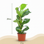 Green boutiQ - Zimmerpflanze - Geigenfeige - Ficus Lyrata - Grün - Pflegeleicht - 1 Pflanze - Topf 21cm - Höhe 75 - 85cm
