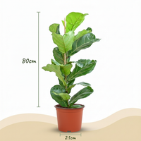 Green boutiQ - Kamerplant - Vioolbladplant - Ficus Lyrata - Groen - Weinig onderhoud - 1 Plant - Pot 21cm - Hoogte 75 - 85cm