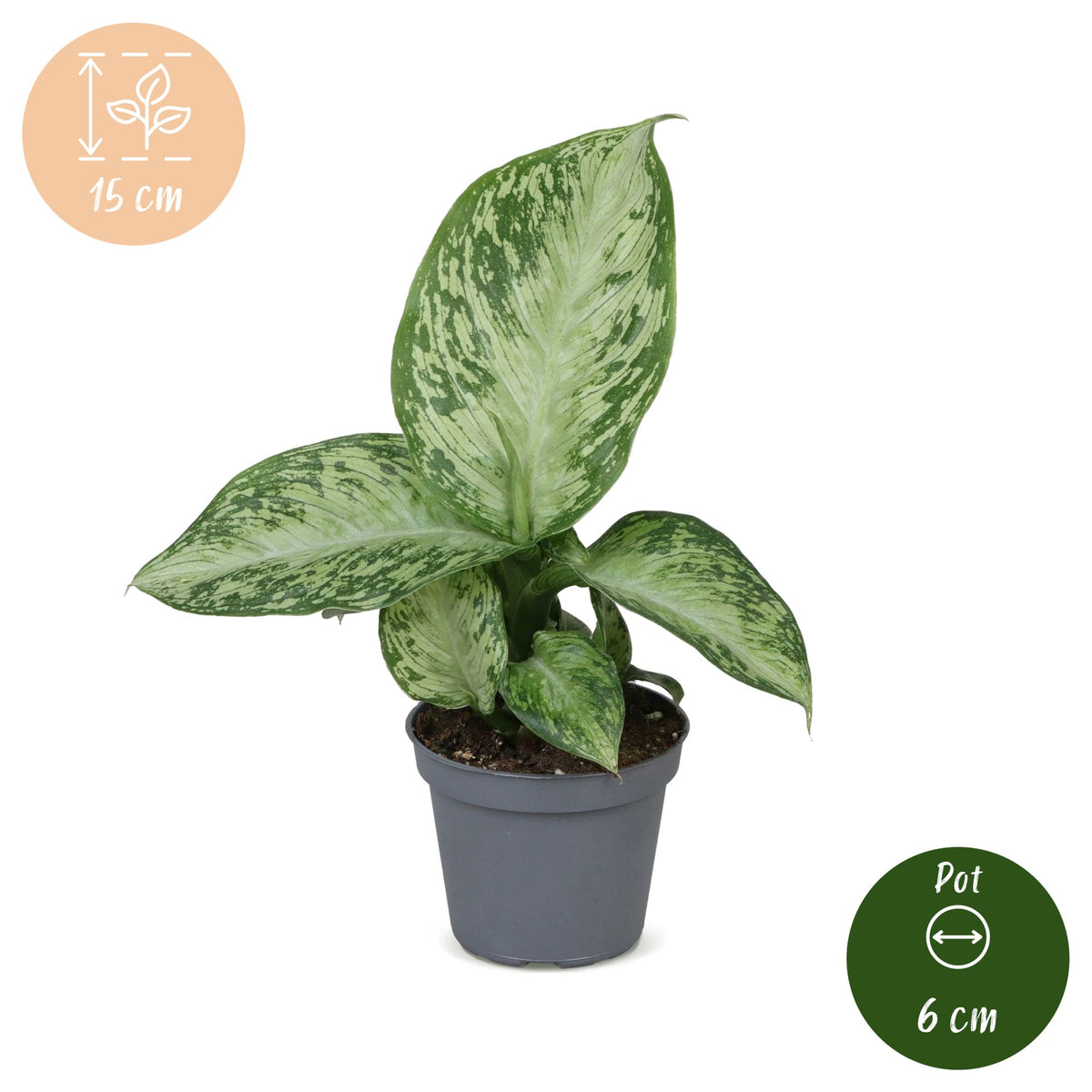 Dieffenbachia Snow - Snow Dumb Cane - Green - Tropical - Ø6cm - ↕15cm