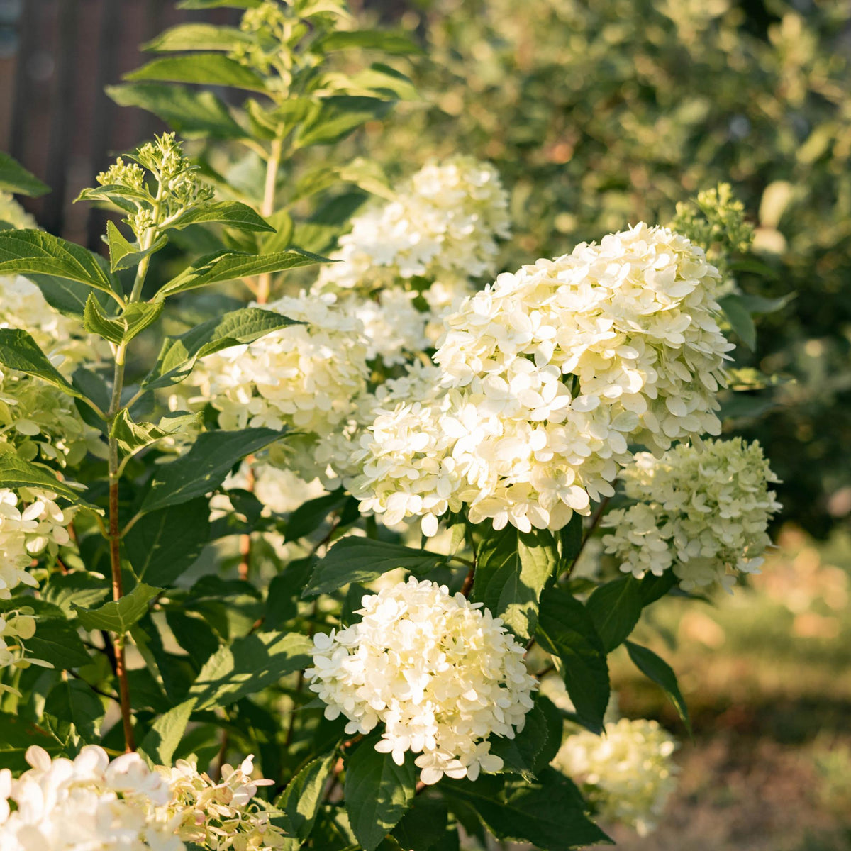 Green boutiQ - Hydrangea paniculata Limelight - Fleurs crème blanc - 1 plante - Caduque - Grandes fleurs - Pot 17cm Hauteur 50cm