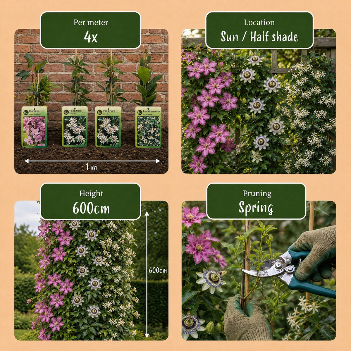 9x Klimplaten Tricolor Colourfull - Tricolor climbing plant - Light Pink - White - Purple - Climber - Ø9cm - ↕35cm