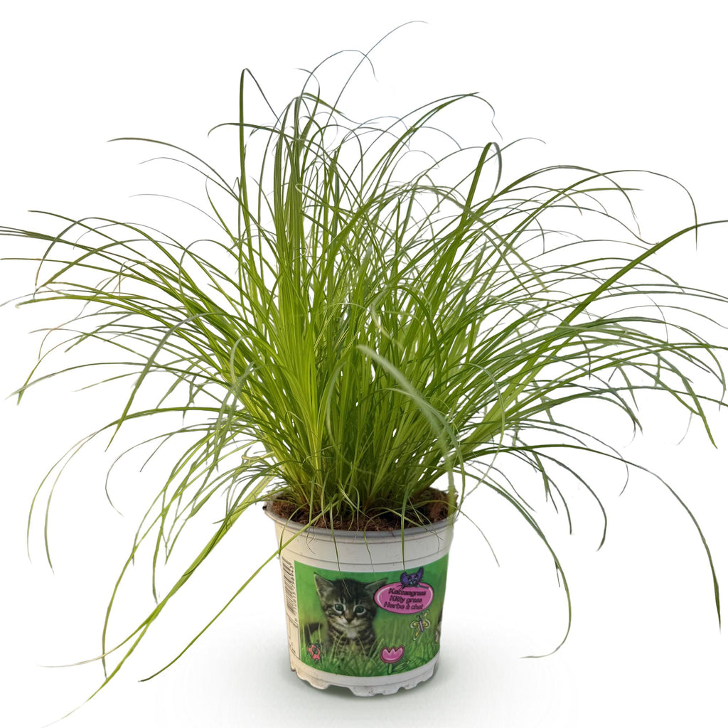 Green boutiQ - Zimmerpflanze - Cyperus alternifolius Zumula - Katzengras - Haustierfreundliche Pflanze - Grün - 1 Pflanze - Topf 12cm - Höhe 20cm