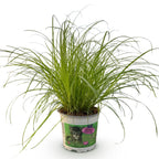 Green boutiQ - Zimmerpflanze - Cyperus alternifolius Zumula - Katzengras - Haustierfreundliche Pflanze - Grün - 1 Pflanze - Topf 12cm - Höhe 20cm