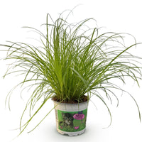 Green boutiQ - Kamerplant - Cyperus alternifolius Zumula - Kattengras - Huisdiervriendelijke Plant - Groen - 1 Plant - Pot 12cm - Hoogte 20cm