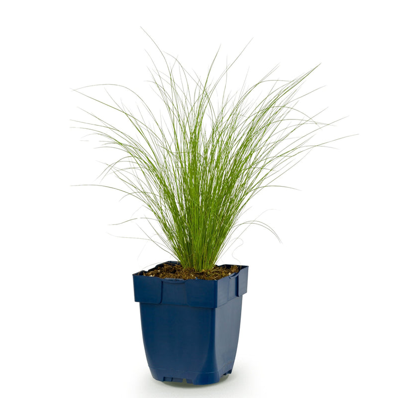 Green boutiQ - Grasses - Stipa tenuissima Ponytails - Feather Grass - Evergreen - Green - 1 Plant - Pot 11cm - Height 15-25cm