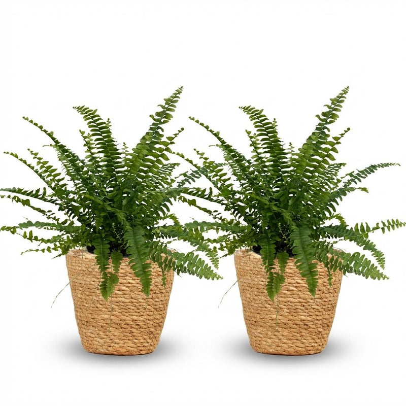 Green boutiQ - Kamerplant - Nephrolepsis exaltata Green Lady - Varen - Huisdiervriendelijke Plant - Groen - 2 Planten - met Mand - Pot 12cm - Hoogte 25cm