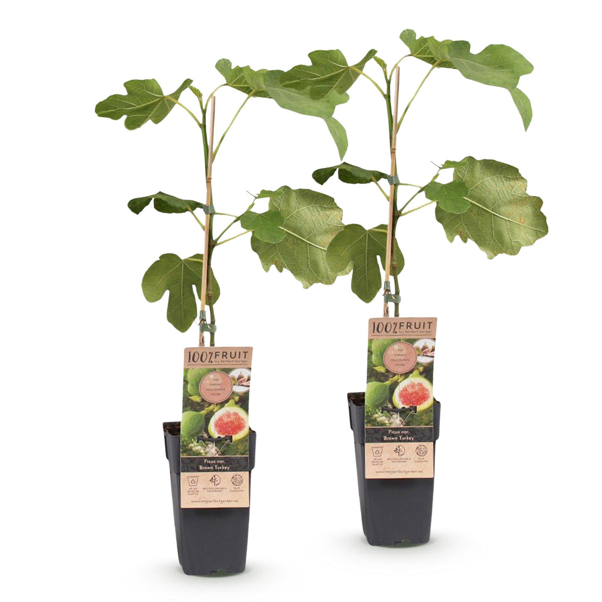 Green boutiQ - Plante fruitière - Ficus carica Brown Turkey - Figuier - Rustique - Vert - Fruit violet - 2 plantes - Pot 15cm - Hauteur 50cm