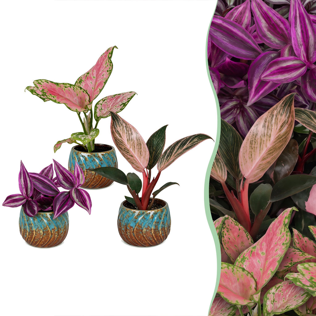 3x Baby Paradise Mix - Various colours - Tropical - incl. Copper Reef - Ø6cm - ↕10-15cm
