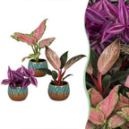 3x Baby Paradise Mix - Various colours - Tropical - incl. Copper Reef - Ø6cm - ↕10-15cm