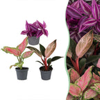 3x Baby Paradise Mix - Various colours - Tropical - Ø6cm - ↕10-15cm