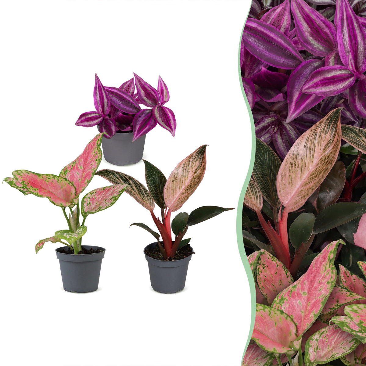 3x Baby Paradise Mix - Various colours - Tropical - Ø6cm - ↕10-15cm