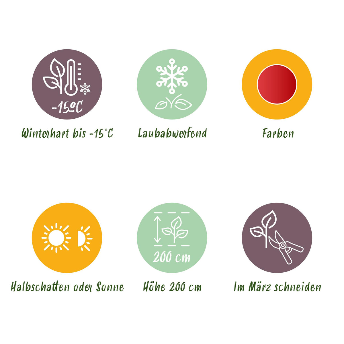 Green boutiQ - Plante de jardin - Acer palmatum Beni Maiko - Érable du Japon - Caduc - Rouge - 1 - Pot 26cm - Hauteur 90cm