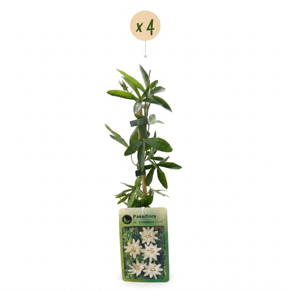 4x Passiflora ca. 'Constance Elliott' - Constance Elliott passionflower - White - Climber - Ø9cm - ↕35cm