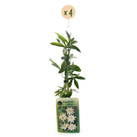 4x Passiflora ca. 'Constance Elliott' - Constance Elliott passionflower - White - Climber - Ø9cm - ↕35cm