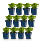 Green boutiQ - Stauden - Epimedium perralch. Frohnleiten - Elfenblume - Schatten - Gelb - 12 Pflanzen - Topf 11cm - Höhe 15-25cm